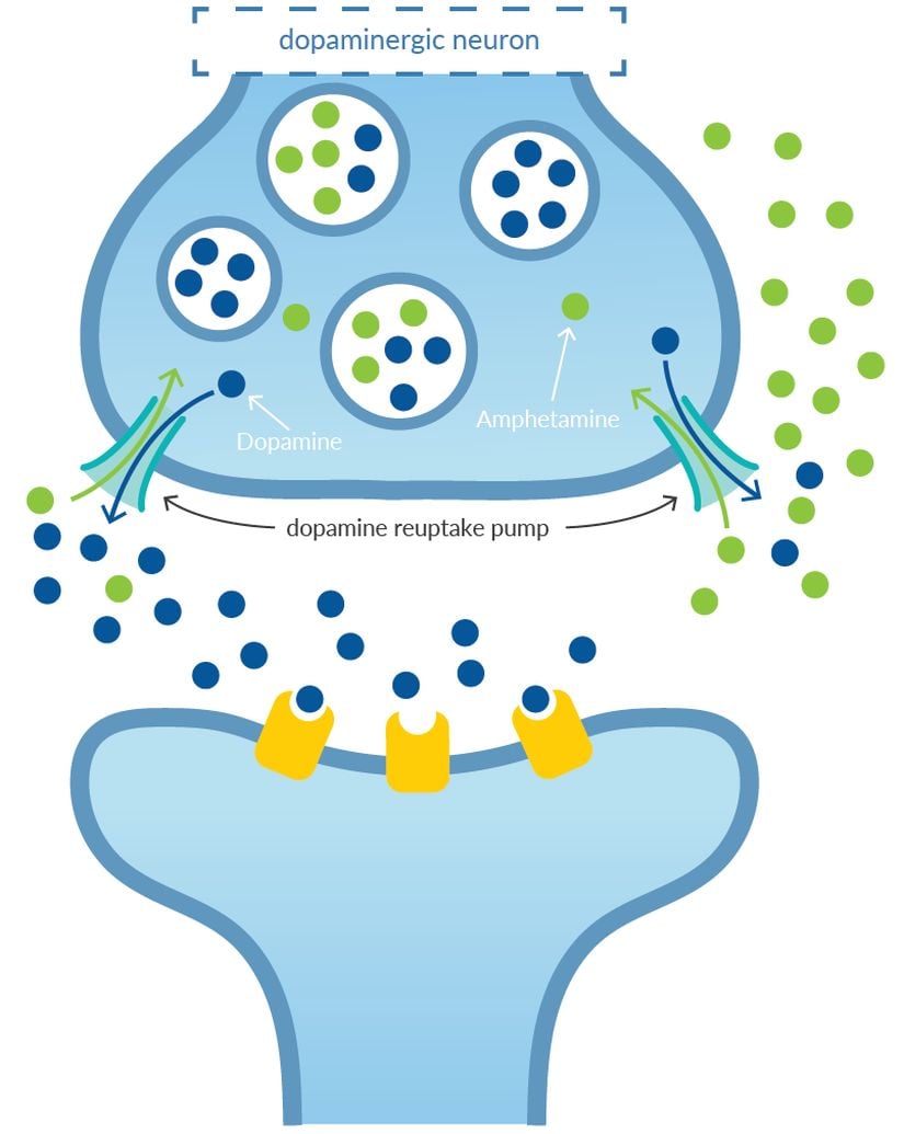 Amfetaminlerin dopamin geri alımına karşı etkisinin şematik gösterimi. Dopaminin sinaptik veziküllerden sinaptik aralığa salıverilmesini uyarır.