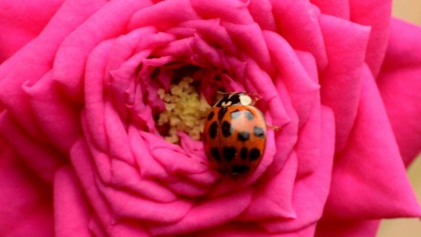 Asya uğur böceği (Harmonia axyridis)