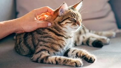 Kediler Yabancıların Kokusunu Sahiplerinden Daha Fazla Kokluyor!