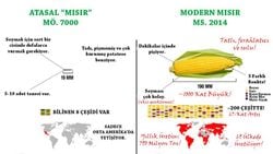 Yapay Seçilim: Mısırın Evrimi ve Kültürü