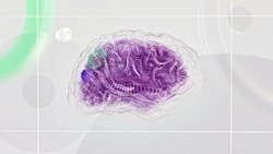 HİPOLATAMUS NEDİR ?