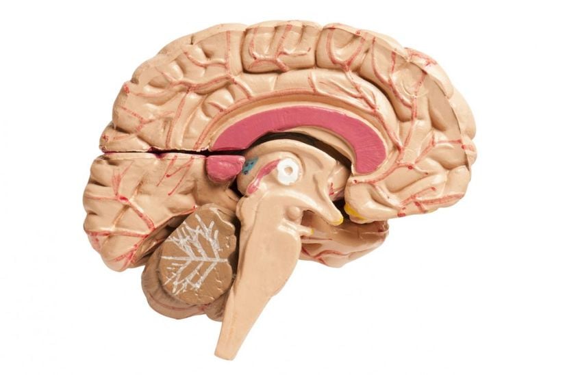 Corpus callosum, 10 santimetre uzunluğunda ve C harfi şeklindedir.