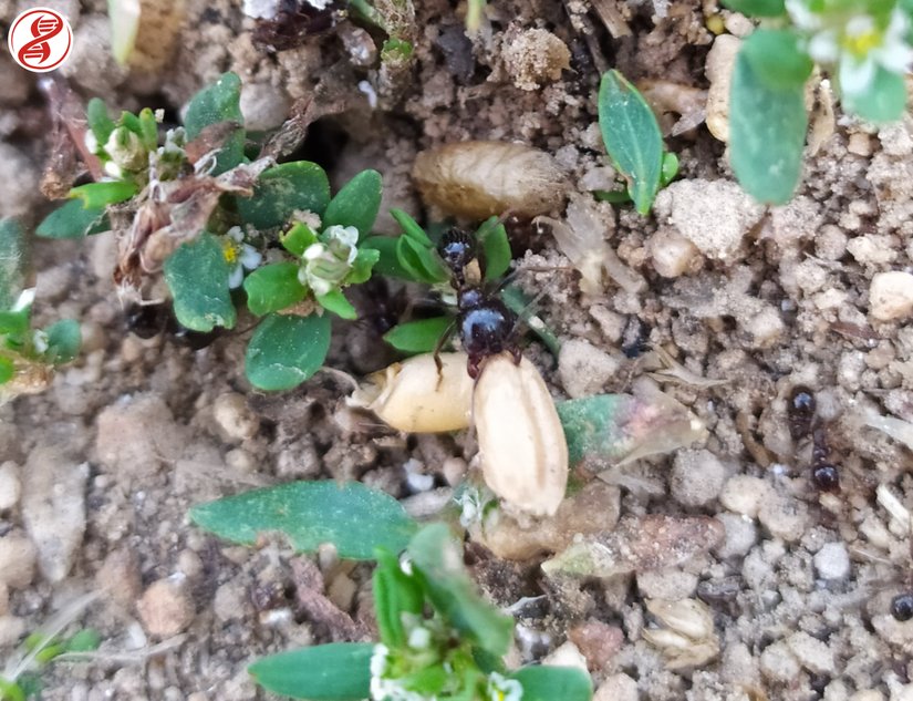 Kendinden kat kat ağır bir besin taşıyan işçi, Kırklareli.