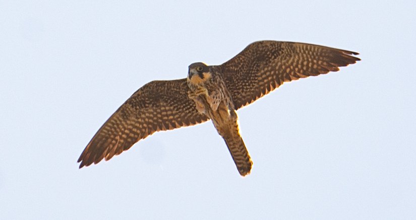 Avını yakalayan genç bir Ada doğanı