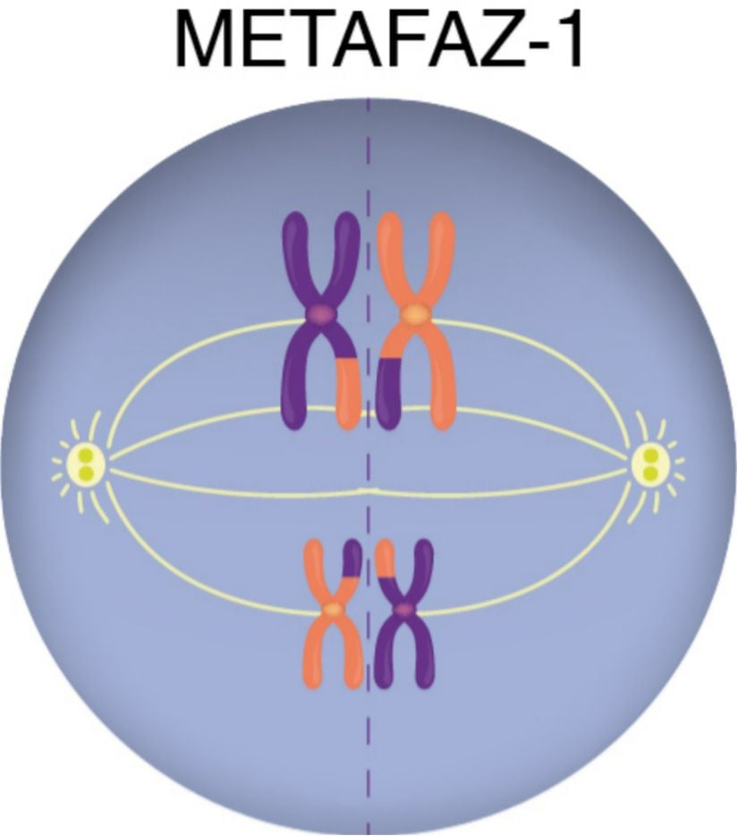 Metafaz-1 Evresi