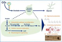 Reprogramming yeast metabolism for customized starch-rich micro-grain through low-carbon microbial manufacturing - Nature Communications