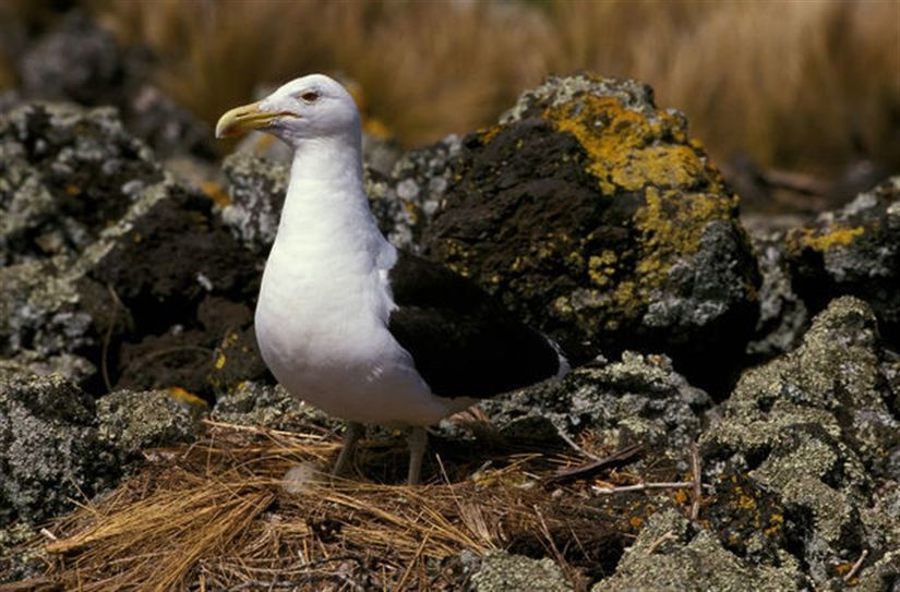 Bir Kelp martının (Larus dominicanus) yuvası ve arka planda bu yuva ile ilişkilendirilebilecek yosunlar ve likenlerin yer aldığı bir fotoğraf karesi.