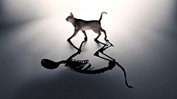 Schrödinger'in Kedisi: Kuantum Mekaniği, Atom Altı Parçacıkların Tuhaf Dünyası'nı Nasıl Tanımlıyor?