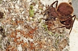 Dinozorları Yok Eden Asteroit, Karınca-Mantar Ortaklığını Şekillendirmiş Olabilir!