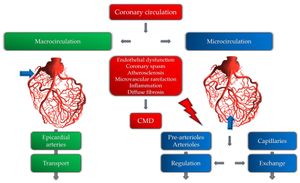 Study Reveals Key Cellular Changes Driving Coronary Microvascular Dysfunction