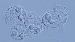 Kanser, Yeni Türlerin Evrimleşmesine Neden Olabilir Mi?