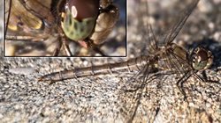 Yaygın yusufçuk (Sympetrum striolatum)