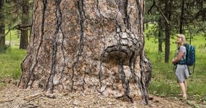 Ancient Forest Uncovered On Falkland Islands