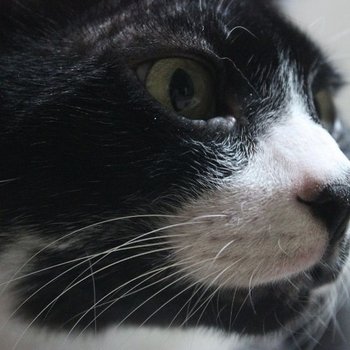 Teşekkürler, Ozan Zaloğlu!