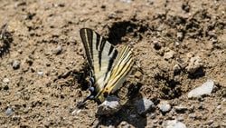 Erik kırlangıçkuyruğu (Iphiclides podalirius)