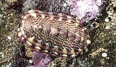 Kiton (Polyplacophora)