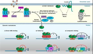 Glucocorticoid Receptor Activation Influences Breast Cancer Migration Dynamics