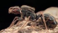 Messor Oertzeni
