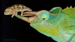 Doğuran Sürüngen: Jackson Bukalemunu