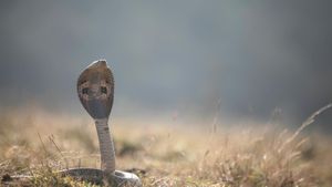 Mozambique Spitting Cobra Discovered Inside Toilet At Kruger Park