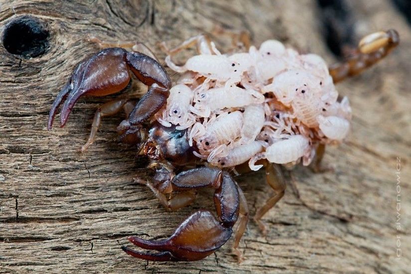 Çok fazla şey söylemeye gerek yok, fotoğraf birçok şeyi anlatıyor. Birçok örümcek türünde olduğu gibi, akreplerde de yavrular doğar doğmaz genellikle annelerinin sırtına tırmanmaya çalışırlar (tıpkı memeli yavrularının anne memesi emmesi gibi, bu da genlerle kontrol edilen, içgüdüsel bir davranıştır). Anne, yavrularını ilk kez zırh değişimi yaşayabilecek yaşa gelene kadar sırtında taşır ki bu, genellikle 1-2 hafta sürer. Bu süreçte nadiren yavrularını besler. Kendisi beslenirken, yavrular da yiyecekten paylarına düşeni alırlar. Ancak kapsamlı ve sıcak duygulara dayanan yavru bakımı daha ziyade memeli ve kuşlarda görülür. Eğer ki bir anne acıkır ve yemek bulamazsa, rahatlıkla yavrularının büyük bir kısmını yemeyi tercih edebilir. Evrimsel süreçte hayatta kalmak, neredeyse her zaman üremeden önce gelir. Üreme olmaksızın hayatta kalmanın evrimsel bir anlamı yoktur; ancak hayatta kalamıyorsanız, zaten üremeyi düşünmeye başlayamazsınız bile...