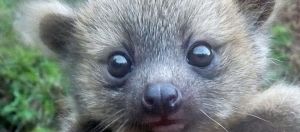 Yavru Olinguito