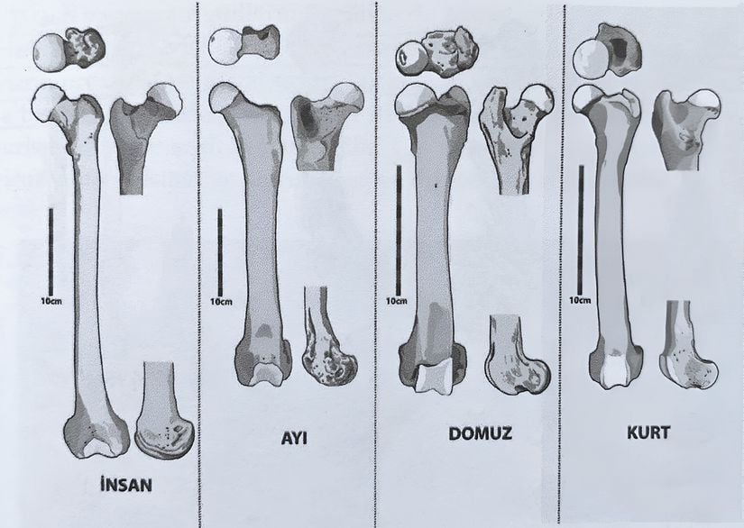 İnsan ve diğer hayvanlara ait humerus örnekleri.