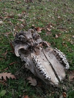 Samsun'daki bu yarım kafatası hangi canlıya ait?