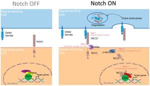 DeltaC And DeltaD Ligands Play Distinct Roles When Regulating Segmentation Clock