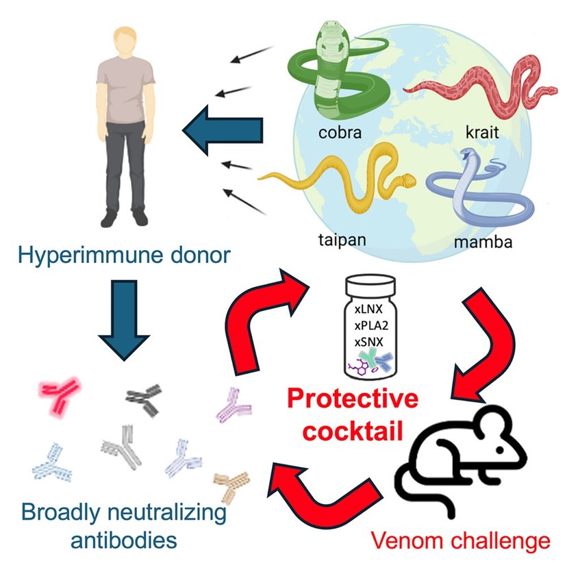 Cell dergisinde yayımlanan ve Tim Friede 'den elde edilen antikorlarla yapılan çalışma basitçe bu şekilde şematize edilebilir.