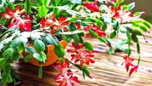 Tips For Thriving Thanksgiving Cactus Care