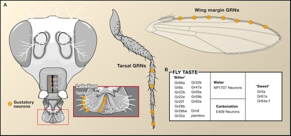 Meyve sineklerinin tat aldığı bölgeler.  Gustatory Neurons (GRN): Tat Alıcı Nöronlar