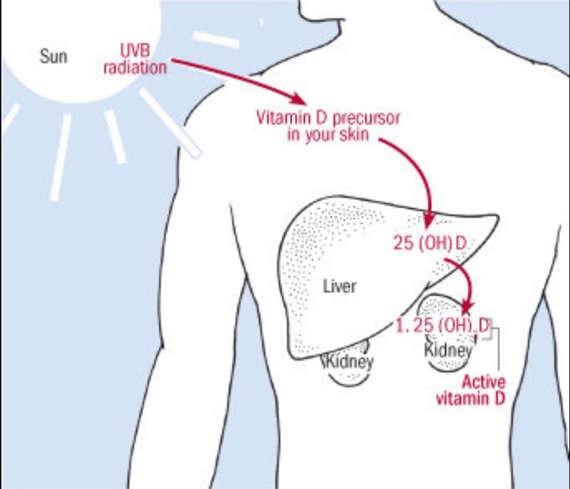 Vücudun D vitaminini üretmesi