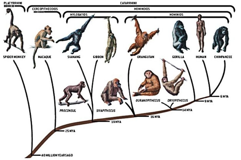 Görsel 3. Mevcut hominoidlerin soy ağacı, bu gezegende yaşayan kuyruksuz maymunların sadece küçük bir kısmını içerir. Miyosen boyunca 100 kadar kuyruksuz maymun türü bir zamanlar Avrupa’nın ve Asya’nın genelinde yaşadı ama sonunda nesilleri tükendi. Prokonsül, mevcut hominoidlerin son ortak atası olmuş olabilir. Sivapithecus muhtemelen orangutanların atasıydı. Ouranopithecus ve Dryopithecus ise Miyosen fosil buluntularında Prokonsül ve Sivapithecus’tan sonra ortaya çıkmıştır. Her ikisinin de tüm yaşayan hominoidlerin ortak ataları oldukları iddia edilmiştir. Kaynak: Planet of the Apes. David Begun and John Gurche, Scientific American, 16, 4-13 (2006) doi: 10.1038/scientificamerican0606-4sp