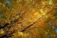 Where and when to see fall foliage in Mass., according to DCR's revamped map