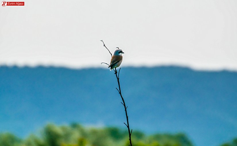Erkek birey. Sık sık dalların uç bölgelerinde bu şekilde görülebilir.