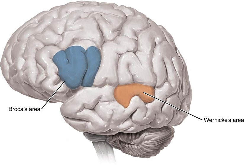 Broca ve Wernicke Bölgesi
