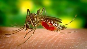 Dengue Fever Surge Breaks Records Across The Americas