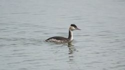 Bahri (Podiceps cristatus)