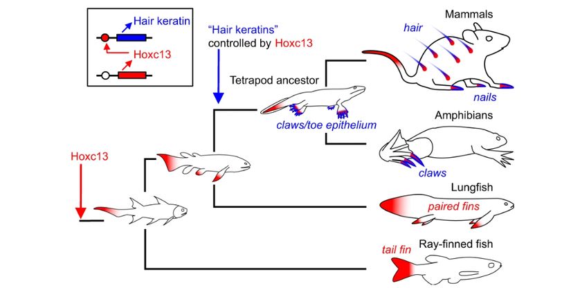 Hoxc13 geninin ifade modelindeki evrimsel değişiklikleri gösteren bir diagram. Bu diagram Hoxc13 ile &quot;saç keratinleri&quot; arasındaki düzenleyici bağlantının ortaya çıkışı, mevcut omurgalılarda elde edilen verilerden ve bilinen filogenilerinden çıkarılmıştır. &quot;Saç keratinleri&quot; insan keratinleri KRT31-KRT40 ve KRT81-KRT86 ve bunların diğer türlerdeki ortologlarını ifade eder. Kırmızı ve mavi gölgelendirme sırasıyla Hoxc13 genini ve saç keratin homologlarının ifade alanlarını işaret eder.