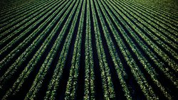 Konuşan Bitkiler Gerçek Mi ?