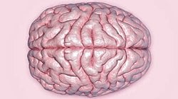 Beyniniz, Gerçekte Olanı Ne Düzeyde Algılayabilir? Hepimiz, Aynı Gerçekliği mi Deneyimliyoruz?