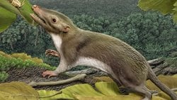 Bütün İnsanların, Yarasaların, Kedilerin, Balinaların ve Farelerin Son Ortak Atasıyla Tanışın!