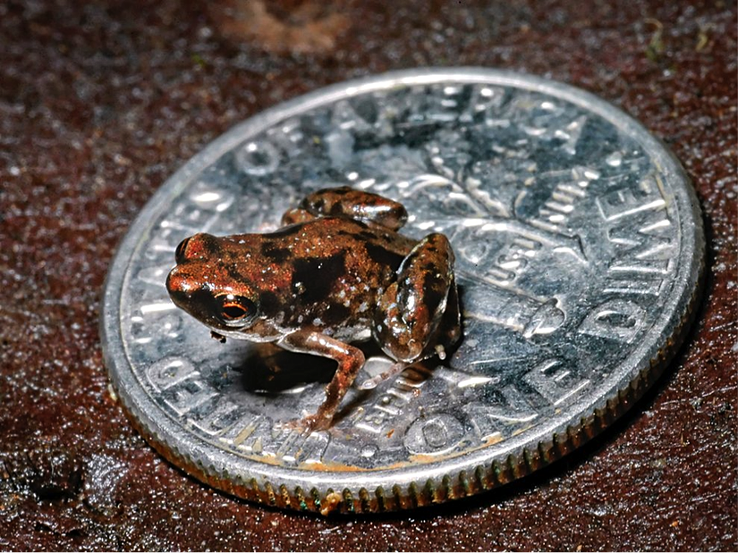 Amerika'da 10 sente karşılık gelen "1 Dime" üzerindeki kurbağa... 1 dime, 17.9 milimetre çapa sahiptir.