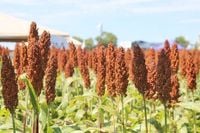 Con el impulso de Anapo y Cadex, Gobierno nacional firma protocolo para exportar sorgo a China