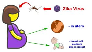 Surge Of Mosquito-Borne Diseases Alarms Global Health Experts