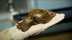 Invasive Species and Cancer: How Do These Seemingly Separate Concepts Relate?