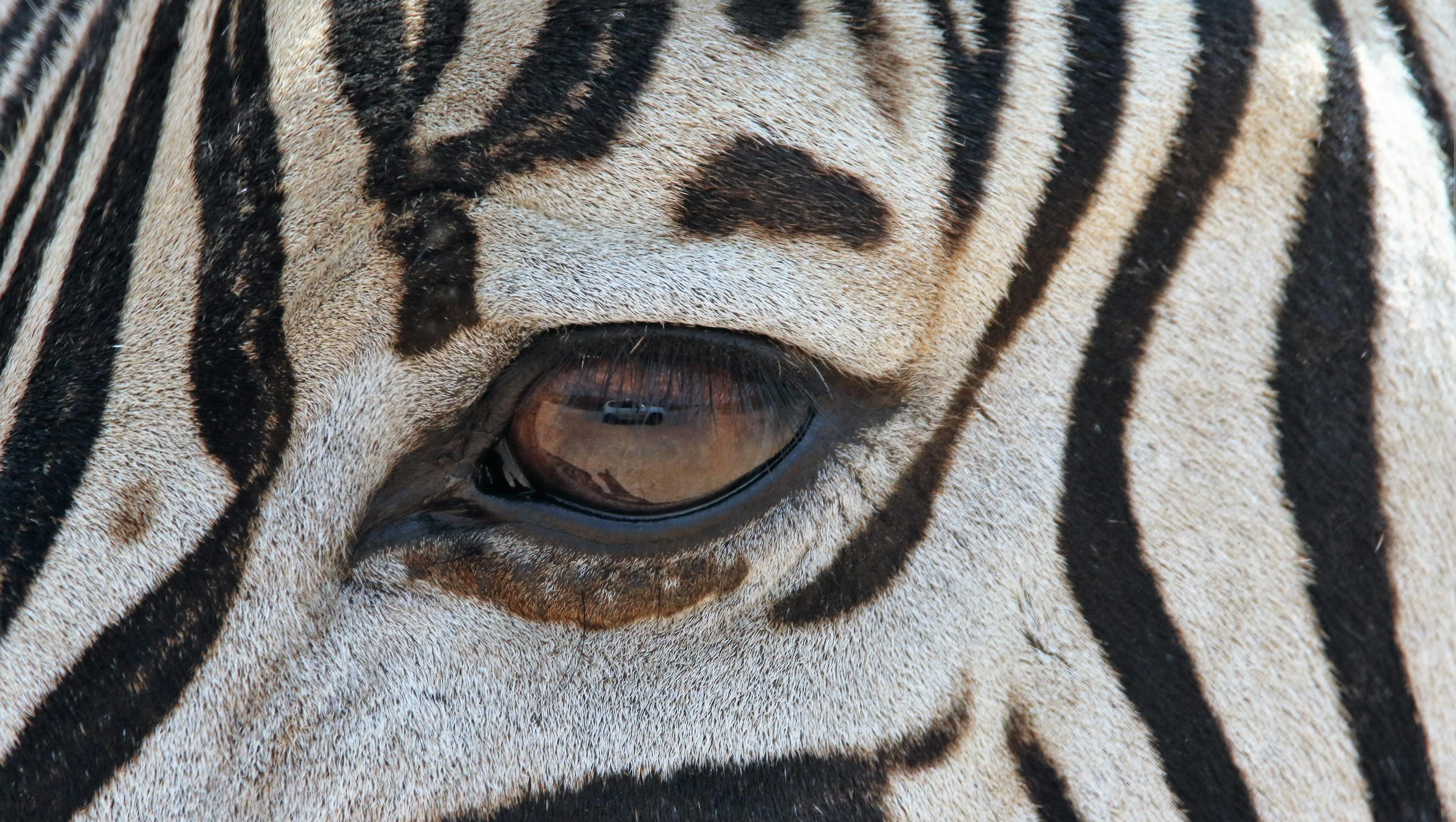 Stresi Yönetmenin Evrimsel Yolu Nedir? Zebralardan Ne Öğrenebiliriz?
