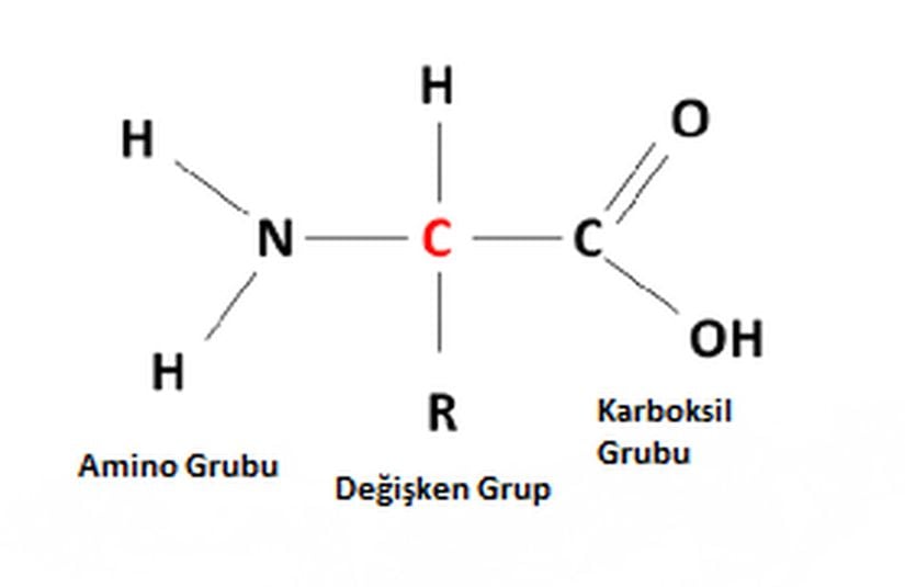 Amino asidin Yapısı