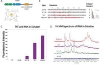 RNA guanine content and G-quadruplex structure tune the phase behavior and material properties of biomolecular condensates - Scientific Reports